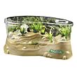 Planet Frog Live Frog Habitat
